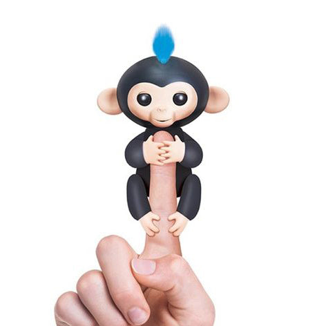 Finn | Black Finger Monkeys - FingersMonkeysShop